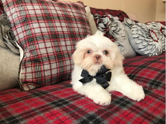 Αξιολάτρευτο Shih Tzu Puppys